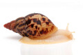Lissachatina albopicta x fulica juvenil